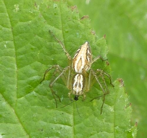 Réf. 274 312 : Oxyopes lineatus